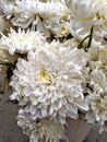 Chrysanthemums /krÃÂªÃËsÃÂ¦nÃÂ¸Ãâ¢mÃâ¢m/, sometimes called mums or chrysanths, are flowering plants of